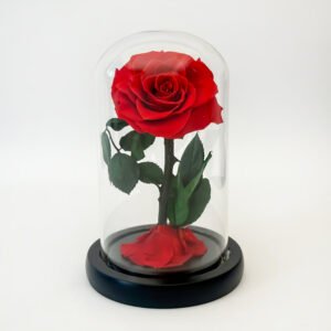 Forever Red Rose - (Single) — gift delivery in Lahore