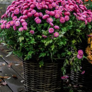 Purple Chrysanthemum Basket — Tohfaat gift delivery in Lahore and Burewala